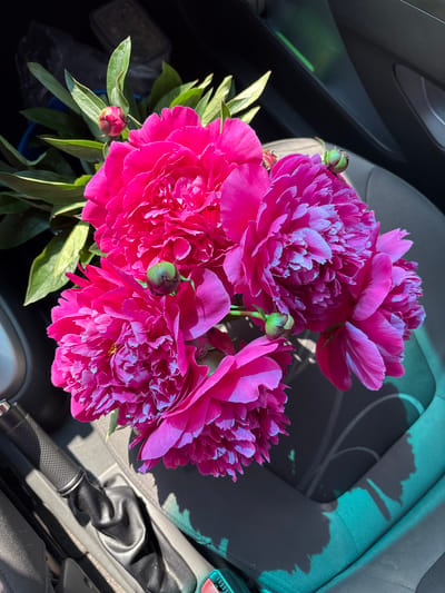 The image shows a close-up view of bright pink peonies with green buds, arranged in what appears to be the interior of a car. The flowers are the primary subject, filling the majority of the frame. They are positioned on a car seat, with the car's interior elements, such as the gear shift and part of the dashboard or door panel, visible in the background and foreground. The lighting suggests it is daytime, with strong sunlight casting shadows. There is no indication of the city of Невон, Russia, or any people present in the image.