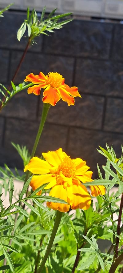 Two marigold flowers are in focus in the foreground. The lower flower is a vibrant yellow, and the upper flower is a mix of orange and yellow. Both flowers have intricate, layered petals. Lush green foliage surrounds the flowers. In the background, a wall constructed of grey bricks is visible, with a slight blur due to the shallow depth of field. The scene appears to be an outdoor garden setting. The image does not depict any people or specific actions. The location is identified as Bash-Kaiyndy, Kyrgyzstan.