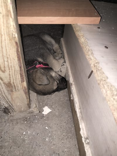 A young dog, likely a husky mix, is sleeping curled up in a narrow, dimly lit space. The dog has grey fur and is wearing a red and black collar. It is nestled between two wooden structures and a light-colored particle board. The ground beneath the dog appears to be concrete or dirt, with some debris scattered around. The overall environment suggests an unfinished or storage area, possibly outdoors or in a shed. The location is identified as Қарғалы, Kazakhstan.
