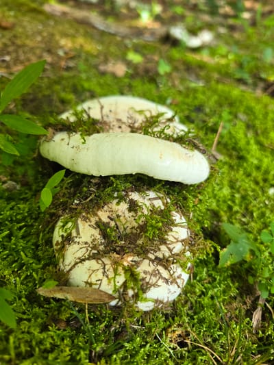 This image shows a close-up, top-down view of two pale, elongated mushrooms emerging from a mossy forest floor. The mushrooms are a creamy white color and appear to be quite fresh, with a slightly wrinkled texture on the elongated one. They are nestled amongst vibrant green moss, which covers the ground and also clings to the mushrooms themselves. Some dry leaves and twigs are also visible on the mossy surface. A few small green leaves from surrounding plants are visible in the upper part of the frame, providing a contrast to the muted tones of the mushrooms. The lighting suggests it is daytime, likely overcast or shaded, as there are no harsh shadows. The setting is clearly a natural, wooded environment, indicative of a forest or woodland area. The focus is on the natural elements of the forest floor, highlighting the fungi and moss. There is no visible text in the image.