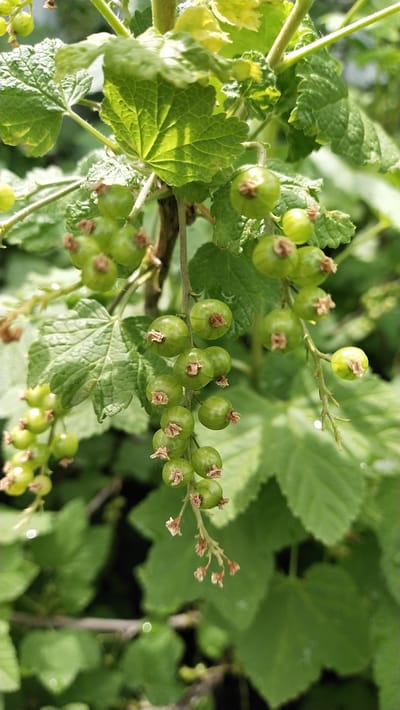 The image shows a close-up view of unripe green currants on a branch, with green leaves in the background. The currants are round and have small, dried brown remnants at their tops. The lighting suggests it is daytime, with sunlight filtering through the leaves, creating highlights. The background is a blur of green foliage, indicating a garden or natural outdoor setting. The location is specified as Leninskoye, Russia, suggesting this is a photograph taken in that region. There are no people or animals visible in the image.