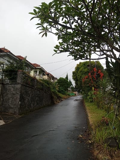 The image depicts a quiet, wet residential street or path under an overcast sky, set in what appears to be a hilly or elevated area. The scene is devoid of people or activity, conveying a sense of stillness. The ground is visibly wet, suggesting recent rain or high humidity.
On the left side of the asphalt path, a sturdy, dark stone retaining wall supports an embankment. Above this wall, several houses are visible, featuring light-colored facades and distinct terracotta-tiled, sloping roofs. A dark metal fence runs along the top of the retaining wall, partially obscured by green foliage.
The right side of the path is bordered by lush vegetation, including grassy areas, various shrubs, and larger trees. A prominent, large leafy tree with thick branches, possibly a Plumeria (Frangipani), occupies the upper right foreground, its leaves extending into the muted sky. Further along the path on the right, a vibrant burst of bright red flowers stands out among dense green foliage, near a utility pole with overhead power lines. Other plants, including tall, spiky varieties, are also present.
The sky is uniformly grey and overcast, providing soft, diffused lighting. The wetness of the road reflects the ambient light. The architectural style of the houses and the tropical-like greenery are consistent with the location context of Amaldiha, India. There is no visible text in the image.