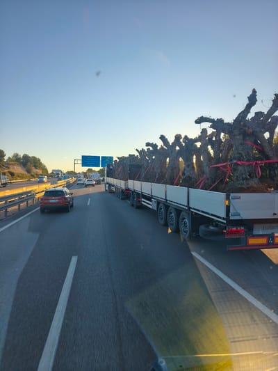 A photograph taken from inside a moving vehicle on a highway shows a large flatbed truck transporting several mature trees with thick, gnarled trunks. The trees are secured with pink straps. Other vehicles are visible on the highway, and signage indicates directions to Castellon and Valencia via A-7, and Barcelona via AP-7, suggesting the location is near Paterna, Spain. The sky is clear and the lighting suggests it is daytime.