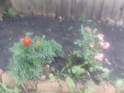 This is a close-up, slightly hazy photograph taken in a garden in Pol'noye Yaltunovo, Russia. In the foreground, a bed of dark soil is bordered by rough, reddish-brown bricks. Two flowering plants are visible: one on the left with feathery green foliage and a vibrant orange marigold, and another on the right with greener leaves and pink and red roses, some of which appear wilted. The background consists of a weathered wooden fence. The overall impression is of a small, somewhat unkempt garden patch.