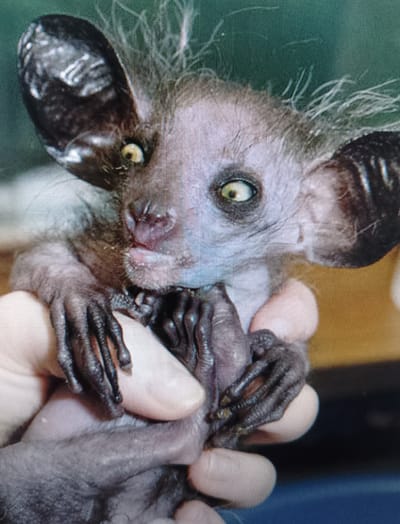 A close-up, slightly blurry, head-on, medium shot captures an aye-aye, a nocturnal lemur, being held in two hands. The aye-aye's large, dark ears are prominent, one slightly obscuring its right eye. Its eyes are wide and pale yellow with dark pupils, giving it an alert expression. The creature has sparse, spiky gray hair on its head and around its face, contrasting with its pinkish-blue skin and dark muzzle. Its small, wrinkled hands are visible, gripping the fingers of the hands holding it. The background is out of focus, showing a gradient of muted green at the top transitioning to a yellowish-brown and then dark blue at the bottom. There is no discernible information about the location of Meunasahaluedrienlhoksukon Barat, Indonesia, in this image.