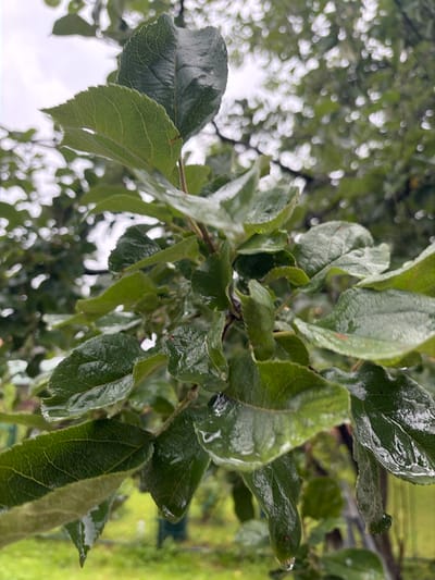 The image is a close-up, eye-level shot of wet green leaves on a tree branch. The leaves are dark green and appear to be slightly wilted, with water droplets clinging to their surfaces. Some of the droplets are large and appear to be about to fall. The background is blurred, showing more green foliage and a glimpse of a cloudy sky. The overall impression is one of a rainy or recently rained-upon day. The location is the city of Манихино Снт, Russia.