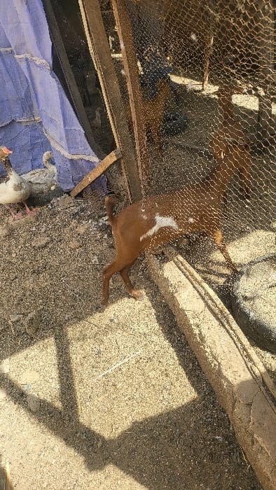 This image, located in Gwammaja, Nigeria, depicts an outdoor animal enclosure scene during daylight. A light brown goat with white markings on its left flank is positioned centrally, partially obscured by a wire mesh fence, appearing to step over a low concrete or stone barrier. To the left of the enclosure, two birds, consistent with geese or ducks, stand on loose, sandy-gravelly ground; one displays white plumage with brown accents and an orange beak/feet, while the other is predominantly white with greyish tones. A crumpled blue and purple tarp is visible on the far left, leaning against an unseen structure. The enclosure itself consists of wooden posts and wire mesh. Strong shadows are cast on the ground by the enclosure structure, indicating direct sunlight.