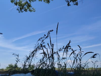 The image shows a silhouette of tall grasses and plants against a bright blue sky with wispy white clouds. Green leaves from a tree are visible in the upper left corner. The foreground is dark and shows the bottom parts of the plants, with some blurry white material at the very bottom. The background is a bright blue sky with visible contrails. The scene appears to be outdoors, possibly in a rural or park-like setting, with no specific identifiable landmarks of Jrvej, Armenia.