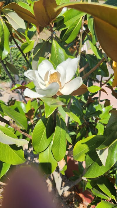 This is a close-up, eye-level, vertical shot of a white magnolia flower in bloom, surrounded by its large, glossy, green leaves. The flower has delicate white petals and a prominent yellow center. Some leaves are tinged with brown. The background consists of more greenery and hints of dappled sunlight filtering through the foliage, suggesting an outdoor setting. The overall impression is one of a sunlit garden. The location is identified as Lloret de Mar, Spain. There are no people or animals visible in the image. A blurred, purplish shape in the lower left corner of the frame appears to be a person's finger or hand partially obscuring the scene.