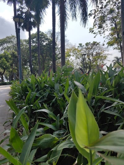 The image depicts an outdoor park or garden scene in Thuận Hóa Ward, Vietnam, under natural daylight. The foreground is dominated by a dense, manicured bed of large-leaved green plants, possibly from the *Heliconia* genus, with several red-orange flower spikes visible among the foliage. A light green, unfurling leaf is in sharp focus in the extreme right foreground. To the left, a light grey paved pathway runs diagonally upwards. The midground features several tall, slender palm trees with dark trunks and visible fronds, creating a vertical element. A black circular park lamp fixture is mounted on a pole positioned between palm trees on the left side. The background consists of a mix of deciduous and evergreen trees, with a partially cloudy, bright sky overhead. No individuals or animals are present in the scene.