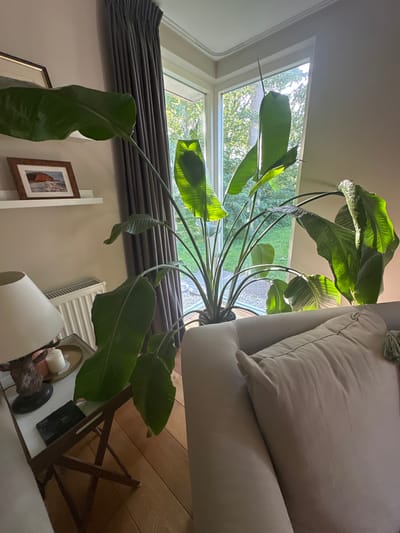 The image shows an indoor scene with a large potted plant, possibly a Bird of Paradise, positioned in a corner by a window. The plant has large, green leaves that are illuminated by sunlight streaming through the window. Outside the window, trees and greenery are visible, suggesting a natural environment. In the foreground, a sofa with a light-colored cushion is partially visible. To the left of the plant, a small table holds a lamp with a cream-colored shade, a candle, and a framed picture on a shelf above it. The room has light-colored walls and wooden flooring. The overall impression is one of a domestic setting, likely a living room, with natural light enhancing the presence of the plant. There are no people visible in the image. The scene does not contain any elements that specifically indicate it is located in Oldemarkt, Netherlands.