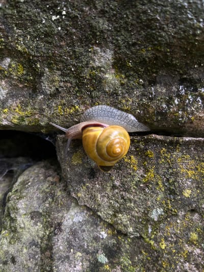 A close-up, high-angle shot captures a vibrant yellow snail navigating a damp, moss-covered rock surface. The snail, with its distinct spiraled yellow shell featuring a reddish-brown band near the aperture, is positioned prominently across a narrow, dark vertical crevice in the rock. Its translucent, greyish-white body is extended, indicating it is either moving or resting.

The rock surface is dark, rough, and heavily textured, adorned with patches of varied green and yellow lichen and moss, suggesting a long-standing outdoor environment. Numerous small water droplets are visible on the rock, particularly on the left side, implying recent rain or a consistently humid setting. The crevice itself is dark and deep, with hints of cobwebs visible within, adding to the natural, undisturbed atmosphere. The snail's head and eye stalks are visible as it peeks over the edge of the crevice. The overall scene depicts a moment of nature in a moist, rocky habitat. The location context for this image is Landau in der Pfalz, Germany. No visible text is present in the image.
