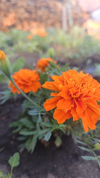 The image displays a close-up, low-angle view of orange marigolds in a garden bed. The foreground is dominated by a large, fully bloomed marigold on the right, its intricate petals catching the light. To the left, a slightly out-of-focus marigold in a similar vibrant orange hue is visible, along with a tightly closed marigold bud. The plants are set against dark soil and a blurred background of more greenery and potentially other flowers. The overall impression is of a well-tended garden. The scene is consistent with a residential garden in the city of Pavino, Russia, likely during the warmer months when these flowers are in bloom. There are no people or animals present in the image. The lighting suggests it might be early morning or late afternoon, with a soft, diffused quality.