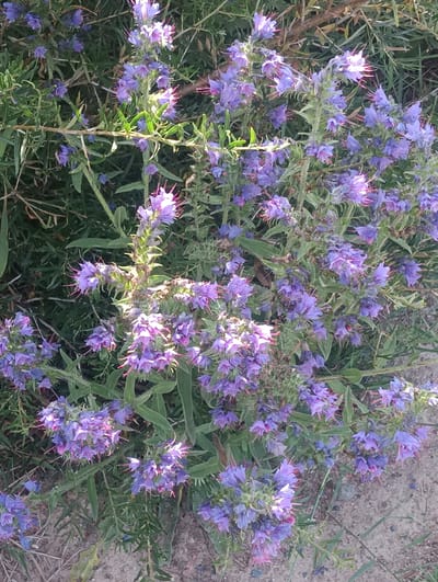 This media file displays a close-up, eye-level view of a patch of blooming purple flowers in Bogatyrovka, Kyrgyzstan. The flowers are clustered on tall, slender stems, with many small, trumpet-shaped blossoms appearing in various stages of opening. The petals are a vibrant purple, with some showing hints of pink or magenta towards their tips. The stamens are long and prominent, often a contrasting pinkish-red. The flowers are surrounded by lush green foliage, characterized by narrow, lance-shaped leaves that are slightly fuzzy or bristly. In the background, the green of the leaves is interspersed with drier, straw-colored grasses and a hint of a brown branch or twig. The ground beneath the plants appears to be a mixture of soil and sand, with some small pebbles visible. The lighting suggests it is daytime, possibly late morning or afternoon, with sunlight illuminating the flowers and casting subtle shadows. The overall impression is one of natural beauty and a flourishing plant life in a rural or semi-natural setting. There is no visible text in the image.