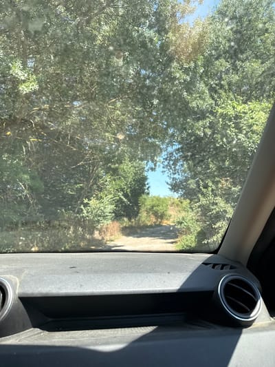 The image, taken from inside a vehicle, shows a dirt road winding through a dense green forest. The sun is shining brightly, creating dappled light through the trees. The dashboard of the car is visible in the foreground, with two air vents. The scene appears to be a rural road, possibly a nature trail, in Zhitosvyat, Bulgaria, given the context of the prompt. There are no people or animals visible in the image. The overall impression is one of a peaceful, natural environment.