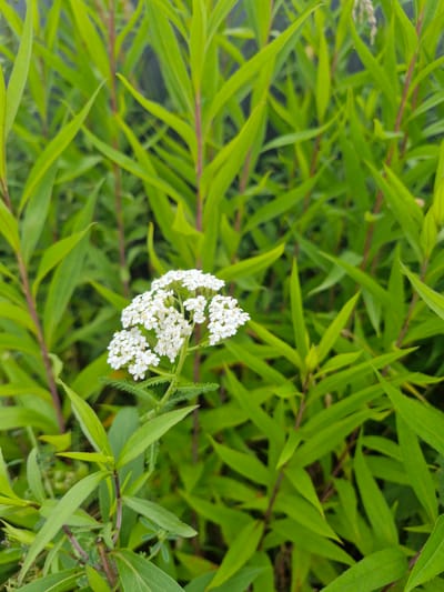A close-up, eye-level, vertical shot showcases a cluster of small white flowers with yellow centers, resembling yarrow, nestled among tall, vibrant green leaves and thin reddish-purple stems. The background is a dense, out-of-focus tapestry of the same greenery. No people or animals are visible in this depiction of a natural outdoor environment, likely a park or garden, in Tarlashi, Russia. The lighting appears to be natural daylight, casting subtle shadows.