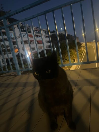 A low-angle, close-up shot depicts a brown and black cat on a balcony in Puerto Rico, Spain. The cat is the primary subject, positioned in the foreground, looking toward the camera. The balcony has a blue metal railing, and buildings are visible in the background beyond the railing. The time appears to be dusk or nighttime. Light sources are visible in the buildings, and there is some vegetation, possibly palm trees, behind the railing. The balcony floor appears to be made of wooden planks.