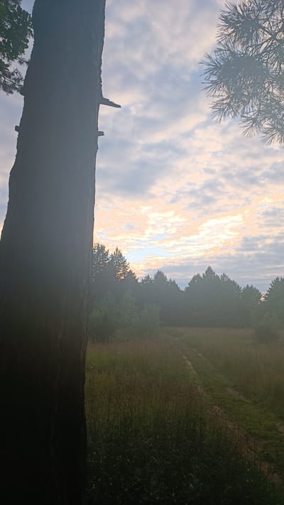 This image depicts a serene natural landscape, likely a forest edge or meadow, at what appears to be either sunrise or sunset. The dominant subject in the foreground is the rough bark of a large tree trunk, rendered in dark silhouette, obscuring much of the left side of the frame. This tree has several broken, horizontal branches extending from its trunk.

Beyond the tree, the scene opens up to a wide expanse of tall, wild grass in a meadow, with a faint dirt path winding its way through. In the background, a dense line of various trees forms a dark, silhouetted horizon. Above this tree line, the sky is filled with a dramatic cloud formation. The clouds are illuminated by soft, warm light, suggesting either the early morning or late evening sun, with hues of orange and pink interspersed with patches of pale blue sky.

The overall mood is peaceful and tranquil, evoking a sense of quiet solitude and natural beauty. The atmospheric conditions suggest a slight haze or mist, particularly noticeable towards the horizon and on the distant trees, which adds to the soft, diffused lighting of the scene. There is no visible text in the image. The location context provided is Gzhel'-1 Kp, Russia, which fits the description of a natural, potentially rural or forested area.