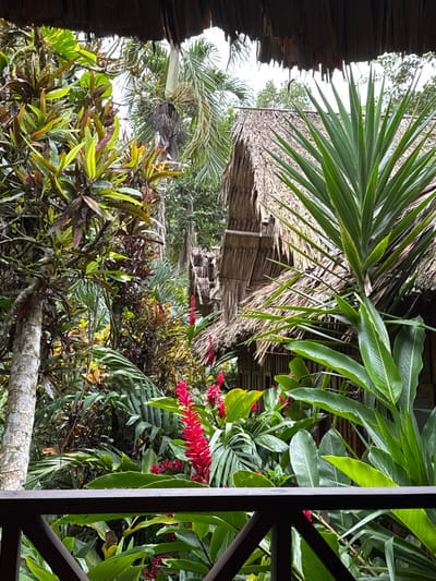 The image displays a tropical outdoor scene in Flores, Guatemala, observed from an elevated vantage point within a thatched-roof structure. A dark brown wooden railing with horizontal top rails and 'X'-shaped support elements occupies the bottom portion of the frame, indicating a balcony or deck. Above, the irregular, dark brown underside of a thatched roof overhang is visible along the top edge of the image.

The central and background areas are densely populated with lush, diverse vegetation. On the left, a light-barked tree trunk rises amidst broad-leafed plants featuring green, yellow, and reddish-brown foliage. Several prominent red inflorescences, appearing as upright, spiky clusters, are scattered throughout the midground.

Multiple human-made structures with steeply pitched, light-brown thatched roofs are visible, recessed within the dense greenery. The closest structure on the right features vertical wooden slat walls. Another similar structure is partially visible further back. A large plant with long, dark green, spiky leaves is prominent on the mid-right, partially obscuring the nearest building. Various other green leaves, including palm fronds, fill the remaining spaces. An overcast, bright sky is discernible through breaks in the tree canopy in the upper center and right, where a palm tree with dark fruit clusters hangs. No individuals or specific actions are visible within the frame.