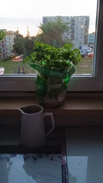 The image shows a close-up of a windowsill in Sokolov, Czechia. On the windowsill, there is a small white pitcher and a pot of parsley in a green plastic bag. The parsley is lush and green, and the bag has green lettering on it. Outside the window, there is a view of apartment buildings and trees. The sky is overcast. A magazine or book is lying on the surface below the windowsill, with the text "MALOVANKOVE LISTY" visible. The scene appears to be indoors, looking out.