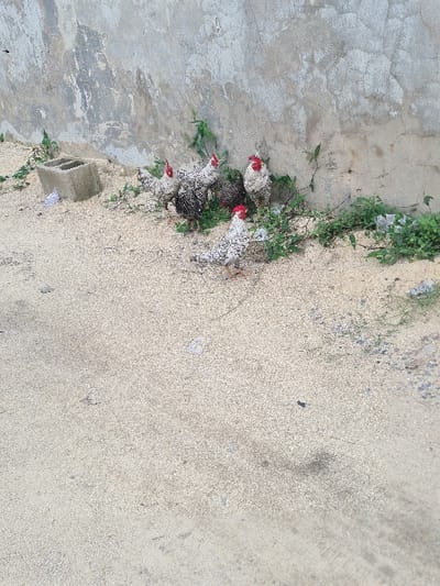 The image displays six domestic fowl, specifically roosters characterized by prominent red combs and wattles, positioned at the base of a weathered concrete wall in Ajah, Nigeria. Five of the roosters exhibit white plumage with distinct black speckles, while one appears darker with white speckles. They are standing on a light-colored, granular surface, resembling fine aggregate or wood shavings, which covers the foreground and mid-ground. Green herbaceous vegetation grows along the base of the grey concrete wall, which shows signs of discoloration, cracks, and surface deterioration. A single grey, hollow concrete block is situated on the left, against the wall, with a small piece of white debris lying adjacent to it. The birds appear to be at rest or engaged in minor foraging.
