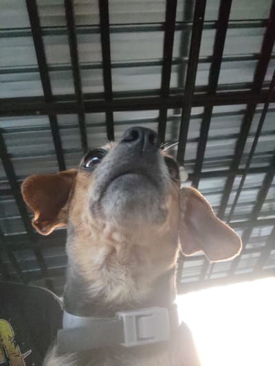 This media file features a close-up, sideways shot of a small dog's face. The dog has tan and brown fur, with one ear standing upright and the other flopped over. Its eyes are dark and shiny, and its snout is visible. The dog appears to be wearing a collar. The background consists of a dark, grid-like structure, possibly a fence or a cage, with some lighter vertical elements behind it, suggesting a backdrop or further enclosure. There is a bright light source to the left of the frame, creating a strong glare and obscuring some details of the dog's body and neck. The overall lighting suggests it might be daytime, possibly with sunlight coming from the side. The image is slightly grainy. There is no visible text. The setting appears to be an outdoor or semi-outdoor area, given the light and the nature of the background.