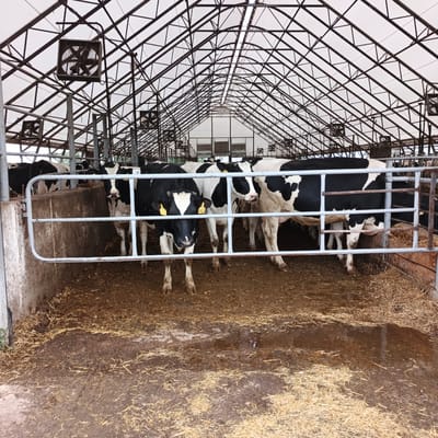 The image shows a barn with Holstein cows in Orlovka, Russia. The barn has a white canvas roof supported by a metal frame. Large fans are mounted on the frame. The cows are black and white and are standing on a floor covered with straw and mud. A metal gate separates the viewer from the cows. Some of the cows have yellow tags on their ears. The environment appears to be a farm or agricultural facility.