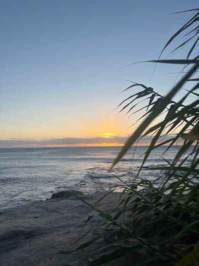The image depicts a coastal landscape in Coalcliff, Australia, at sunrise or sunset. The sky displays a gradient from pale blue at the top to a golden orange at the horizon, where the sun is visible as a bright, low-lying orb, partially obscured by scattered dark cloud formations. Sunrays emanate horizontally and upwards from the sun. The dark blue-grey ocean surface extends from the horizon to the mid-ground, featuring small waves breaking near the shore over visible submerged rock formations, creating ripples and minor foam. The foreground consists of large, light-colored, flat rock formations occupying the lower left quadrant. A clump of tall, slender, green foliage, resembling reeds or grass, grows from the rocky ground and partially obscures the right side of the frame. No individuals, animals, or artificial structures are present within the scene.