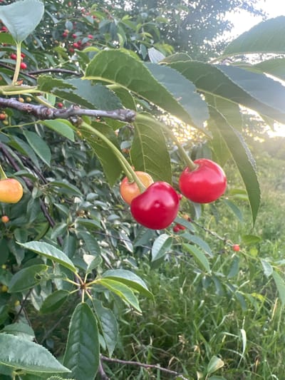 A close-up, eye-level shot captures a branch of a cherry tree laden with fruit and green leaves, set against a softly blurred background of more foliage and grass. The sun is setting, casting a warm glow through the leaves and creating lens flare in the upper right portion of the image. In the foreground, on thin stems, are several cherries. Two prominent red cherries hang from a branch in the center right. To their left, a yellow-orange cherry is visible, and a slightly darker orange one is partially obscured. More red and yellow cherries, some smaller and less ripe, are scattered throughout the branches in the background, along with numerous green leaves. The environment appears to be a natural outdoor setting, possibly a garden or orchard, with the presence of grass and other vegetation indicating a rural or semi-rural location within or near Dubăsari town council, Moldova.