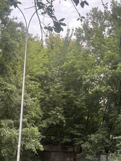 This is a low-angle outdoor shot of a street light pole and a dense canopy of green trees against an overcast sky in Dedovsk, Russia. The street light pole is tall and made of metal, with two curved arms extending upwards, though no light fixtures are visible. The trees are lush and full, obscuring much of the sky and creating a shaded environment. In the lower portion of the image, parts of a wooden fence and a concrete wall with graffiti are visible. No people are present in the frame.