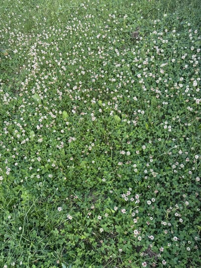 This media file depicts a ground-level view of a dense field of white clover interspersed with blades of grass. The clover flowers are small and white, some with hints of pink, and are scattered throughout the green foliage. The overall scene is natural and appears to be an outdoor setting in a grassy area, possibly a meadow or a lawn. There are no people or man-made objects visible in the image. The lighting suggests it is daytime, and the focus on the ground vegetation implies a still, possibly calm environment. There is no visible text in the image. The location context provided is Koltushi, Russia, which places this natural scene within that geographical area. The image captures a close-up perspective of the texture and pattern of the clover field.