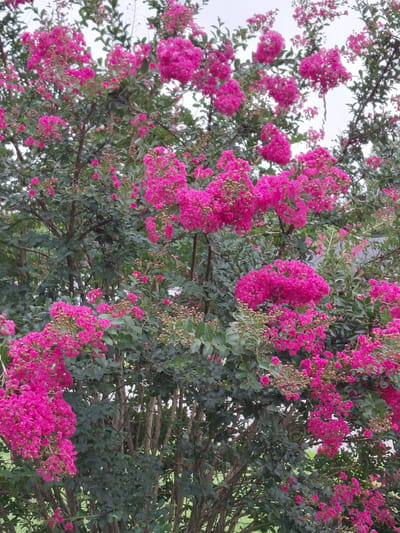 A close-up, medium-angle shot captures a large Crape Myrtle tree in bloom, displaying vibrant pink flowers against a backdrop of green leaves and greyish bark. The tree is situated outdoors, likely in a residential or park setting, on a cloudy day. The flowers are clustered in large panicles, with individual blossoms appearing delicate and numerous. Some flower buds are visible amongst the blooms, indicating a continuous flowering period. The branches are thick and woody, supporting the weight of the abundant foliage and flowers. The overall impression is one of lushness and natural beauty.