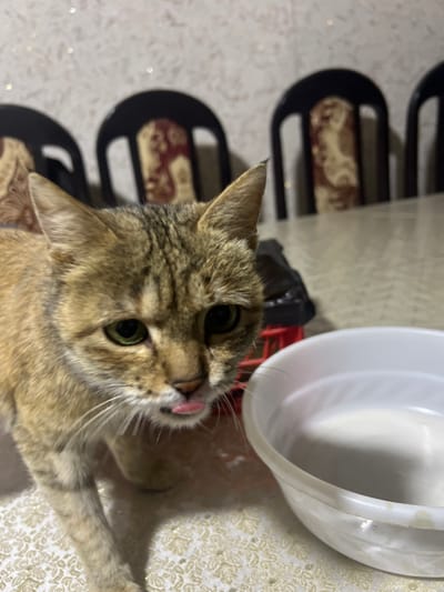 A tabby cat gazes upward, its pink tongue slightly protruding. The cat is positioned near a white bowl with contents inside. Part of a dark, decorative metal structure with patterned inserts is visible in the background. The surface beneath the bowl and cat has a light, patterned covering. A small portion of what appears to be a package with red and black colors is visible beneath the bowl.