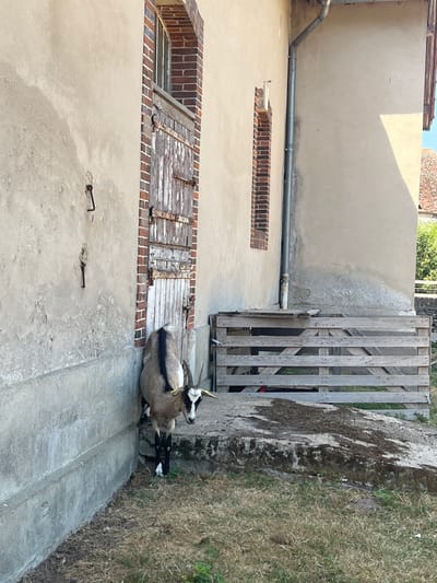 A brown and white goat with black legs and horns stands near a weathered building with a wooden door and a drainpipe. The goat is partially in shadow, leaning against the building. In the background, a wooden fence and dry grass are visible. The scene appears to be in a rural or semi-rural setting.