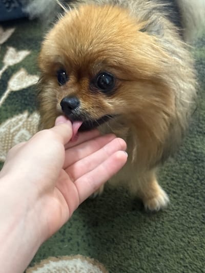 In this close-up shot, a small, fluffy, tan Pomeranian dog is captured in an intimate moment. The dog's head is tilted to the left, its large, dark eyes fixed on something just out of frame. Its tongue is playfully extended, licking a human finger that is gently held near its muzzle. The dog's fur is a vibrant mix of golden brown and lighter tan, with some wisps of grey visible near its ears.
The background is a green carpet with a subtle, repeating pattern of beige floral shapes. The lighting appears to be natural, casting soft shadows. This scene does not provide any specific information about the location being in the city of Раздольное, Russia. The focus is entirely on the interaction between the dog and the hand.
