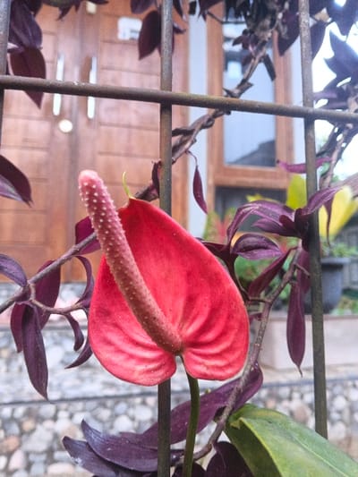 A close-up, vertical photograph captures a vibrant red Anthurium flower positioned in the mid-foreground, partially obscured by a rusty metal grate. The Anthurium displays a heart-shaped red spathe and an elongated, pale pink, textured spadix covered in small protuberances. Dark purple-leafed plants are intertwined with the metal grate, extending across the frame horizontally and vertically, with some leaves drooping. In the blurred background, a light brown wooden door with vertical panels and a round white fixture is visible to the upper left. To the right of the door, a window with a wooden frame reflects a pale light. Further right, green and yellow foliage, along with a dark plant pot, are discernible. The lower background reveals a light-colored, possibly stone-textured surface. The scene is devoid of human presence, depicting flora growing adjacent to a residential structure in Kon Tum, Vietnam.