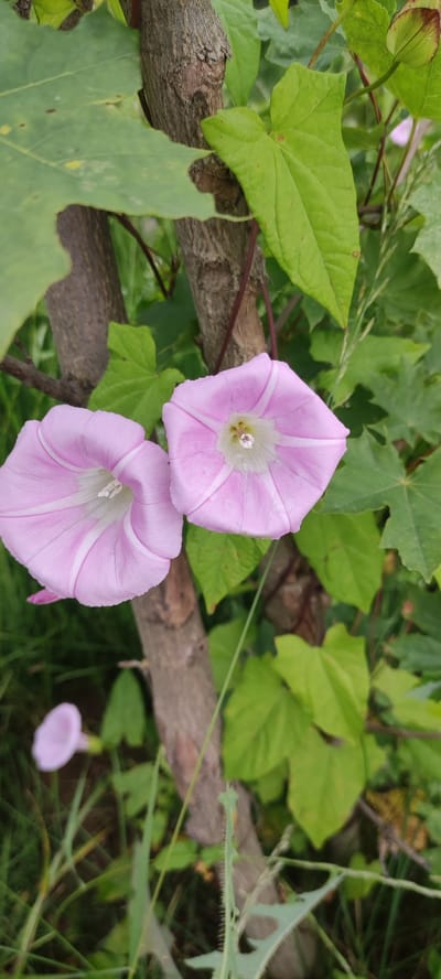 The image displays two pink morning glory flowers in the foreground, with one slightly to the left and another to the right. The flowers are trumpet-shaped with white stripes radiating from their centers. They are positioned near a brown, rough-barked tree trunk, which runs vertically through the center of the frame. Green leaves of various sizes and shapes are abundant, with some close to the flowers and others in the background, creating a lush, natural environment. In the lower left corner, a single, out-of-focus light pink flower is visible. The overall scene suggests a garden or wild overgrown area. The location is identified as Rosinka, Russia.