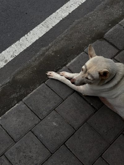 From an overhead perspective, a light-colored dog rests on gray, rectangular pavers. Its head is angled downwards, with its paws crossed. The dog's fur is a muted tone. The left side of the image shows a dark asphalt surface with a thick, white line along a curb. The pavers are arranged in a diagonal pattern. The overall tone is neutral, with subdued lighting emphasizing the textures of the pavers and asphalt.