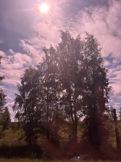 The image captures an outdoor natural scene in Simakovo, Russia, dominated by a brightly shining sun and dense deciduous trees against a cloudy, purplish-pink sky. The sun, located in the upper left quadrant, is an intensely bright, overexposed light source creating significant lens flare and radiant light rays. Surrounding the sun, clouds are illuminated with warm, orange-pink tones, while the broader sky is covered with scattered altocumulus clouds appearing in shades of pale pink, lavender, and light blue.
A cluster of large trees, likely birch, occupies the central and lower portions of the frame. These trees are heavily backlit by the sun, presenting as dark, silhouetted masses of foliage, though some light penetrates, creating minor highlights within their canopies. Below the tree line, the ground appears as a dark, indistinct field or overgrown area, obscured by shadow. A faint rise or hill is visible in the distant background. In the lower right, a dark, weathered vertical pole or dead tree trunk is partially visible. No people or specific actions are discernible within the static scene. The overall aesthetic is characterized by strong backlighting and a distinct pink/purple color shift, particularly in the sky.