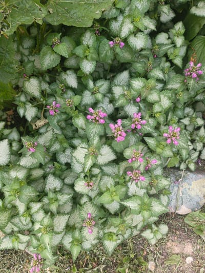 The image shows a dense patch of ground cover plants with variegated green and silver leaves, dotted with clusters of small, pink, tubular flowers. The foliage is lush and appears to be growing in a natural, uncultivated area. In the background, a large, greyish-blue rock with patches of yellow and white is visible, partly obscured by the plants. The ground beneath the plants consists of dry grass and soil. There are no people or animals visible in the image. The scene is an outdoor environment. The specific location of Kalachevo, Russia, is not discernable from the visual information provided in the image.