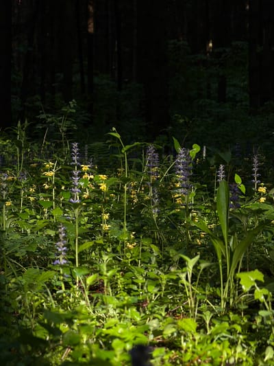 The image shows a patch of greenery, likely plants and weeds, transitioning into a heavily shaded, forested area. The right side of the image is brightly lit, showcasing various green plants with different leaf shapes and textures. Some plants have both small yellow and purple flowers. The left side of the image is very dark, revealing what appears to be tree trunks. The image appears to be rotated counterclockwise. There is no information present within the image indicating that this is in Troitsk, Russia.
