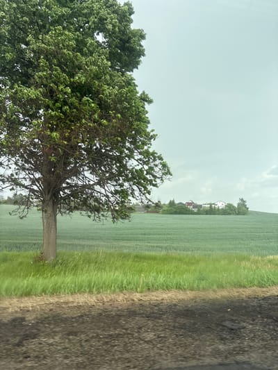 The image shows a rural scene. A large tree dominates the left side of the frame. To the right of the tree is a field of green crops, with some houses visible in the distance. A strip of grass separates the field from what appears to be a road on the far right. The sky is overcast.
It is impossible to determine if this scene is located in Голацкі сельскі Савет, Belarus.