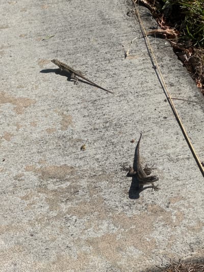Two lizards are visible on a concrete surface, likely a sidewalk or pathway in Fontana, California. The lizard in the foreground is positioned in the lower right quadrant of the image, with its head turned to the left and its tail extending upwards and to the left. Its body is dark brown and patterned. The second lizard is located in the upper left quadrant of the image, positioned horizontally with its head facing left. It appears to be a similar species, with a mottled brown and gray coloration. A thin, dried grass stalk or twig runs vertically down the right side of the frame, separating the concrete from a patch of dry grass, leaves, and dirt on the far right edge of the image. The concrete has a rough texture with some discolored patches. The scene is illuminated by sunlight, casting shadows from the lizards onto the concrete. There are no people or other animals visible.