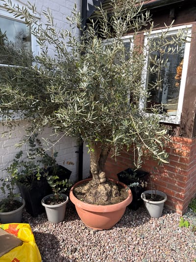 The image shows a potted olive tree in a garden setting in Pulverbatch, United Kingdom. The tree is planted in a large, terracotta-colored pot and is surrounded by gravel. A white brick wall and a red brick wall are in the background, along with several smaller potted plants. There are also windows in the background. A yellow bag is visible in the lower right corner of the image.