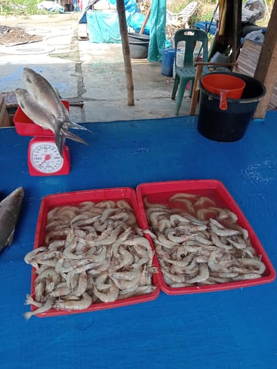 The image depicts a market stall in Pulorayeuk, Indonesia, where fresh seafood is being sold. In the foreground, two red plastic trays are filled with a large quantity of raw shrimp submerged in water. To the left, on a red weighing scale, are two whole fish. A third whole fish is partially visible on the far left of the frame. In the background, a green plastic chair is visible next to a black bucket with an orange scoop inside. Various tarpaulins and other market elements are present in the background, suggesting an outdoor setting. The ground is covered with a blue tarp. The overall scene suggests a vibrant, bustling marketplace environment.