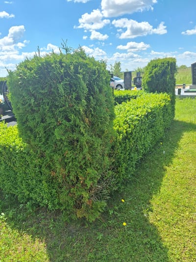 This is a medium-angle, eye-level outdoor shot of a cemetery on a sunny day with scattered clouds. In the foreground, a trimmed evergreen bush forms a prominent green mass on the left, partially obscuring a low, rectangular hedge running horizontally across the frame. Beyond the hedge, another trimmed evergreen bush is visible. The ground is covered in green grass, with patches of dandelions and other small yellow and white flowers. In the middle ground, a white car is parked, and several gravestones with black tops and engraved portraits are visible. The background consists of a grassy field and more distant trees under a bright blue sky with white, puffy clouds. The scene appears to be located in the Блеўчыцкі сельскі Савет, Belarus, a rural administrative region.