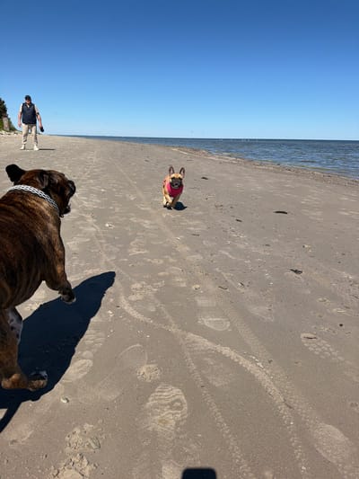 The photograph depicts a beach scene in Ragaciems, Latvia. The sky is clear blue, merging with the coastline of the Baltic Sea in the distance. A sandy beach stretches across the foreground. There are two dogs visible: one, a brindle-colored dog wearing a collar, is in the foreground. The other dog wearing a pink harness is mid-frame on the beach. Footprints and tire tracks mark the sand. In the lower left corner, a man stands by a vegetated area. The lighting is bright, suggesting midday sun.