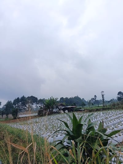 A rural landscape under a cloudy sky shows a cultivated field covered with rows of plants in plastic sheets. In the foreground, green leafy plants and dry grass border the field. Further back, trees dot the horizon with a small building visible amidst the greenery. The scene suggests a wet environment, with a general overcast and damp appearance.