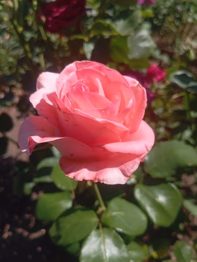 A close-up, eye-level, outdoor shot features a single, fully bloomed, light pink rose in the foreground, positioned slightly to the left of the center. The rose's petals are delicate and layered, with some visible imperfections such as small dark spots. The background is softly blurred, showing green rose leaves and hints of darker red roses and foliage, suggesting a garden setting. The lighting indicates a sunny day, with sunlight illuminating the rose from the upper left, casting subtle shadows. The ground beneath the leaves is dark and appears to be soil. This scene is not specific to Pivdennoukrainsk, Ukraine, as the image does not contain any identifiable landmarks or context to indicate a particular city.
