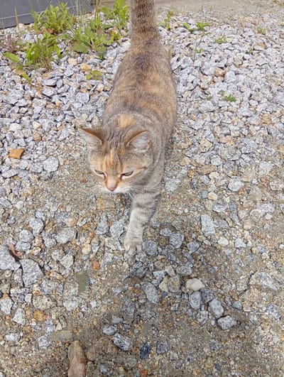 A tabby cat with brown, orange, and grey markings is walking on a gravel path in Kiełczów, Poland. The cat is facing downwards and to the left, with its head tilted. Its front right paw is extended forward. The gravel path is composed of small, irregularly shaped stones in various shades of grey, white, brown, and tan. There are sparse green plants growing amongst the gravel in the background. The lighting suggests it is daytime, with shadows cast by the cat and the stones.